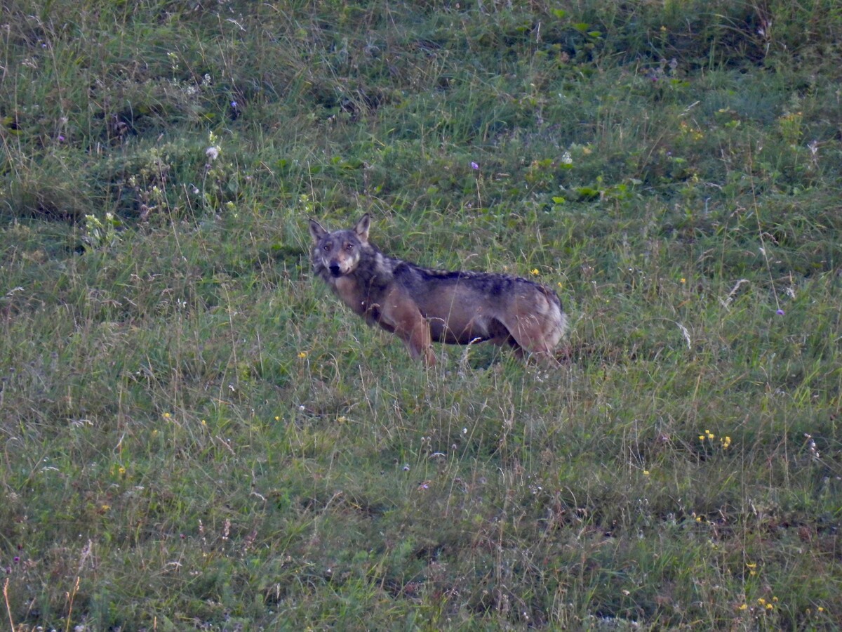 Der Wolf nahe der Kanisfluh, kurze Zeit vor dem Abschuss. ⇒Malte Härle