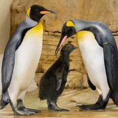 Kleiner Pinguin