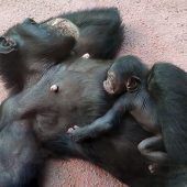 An Mama geklammert