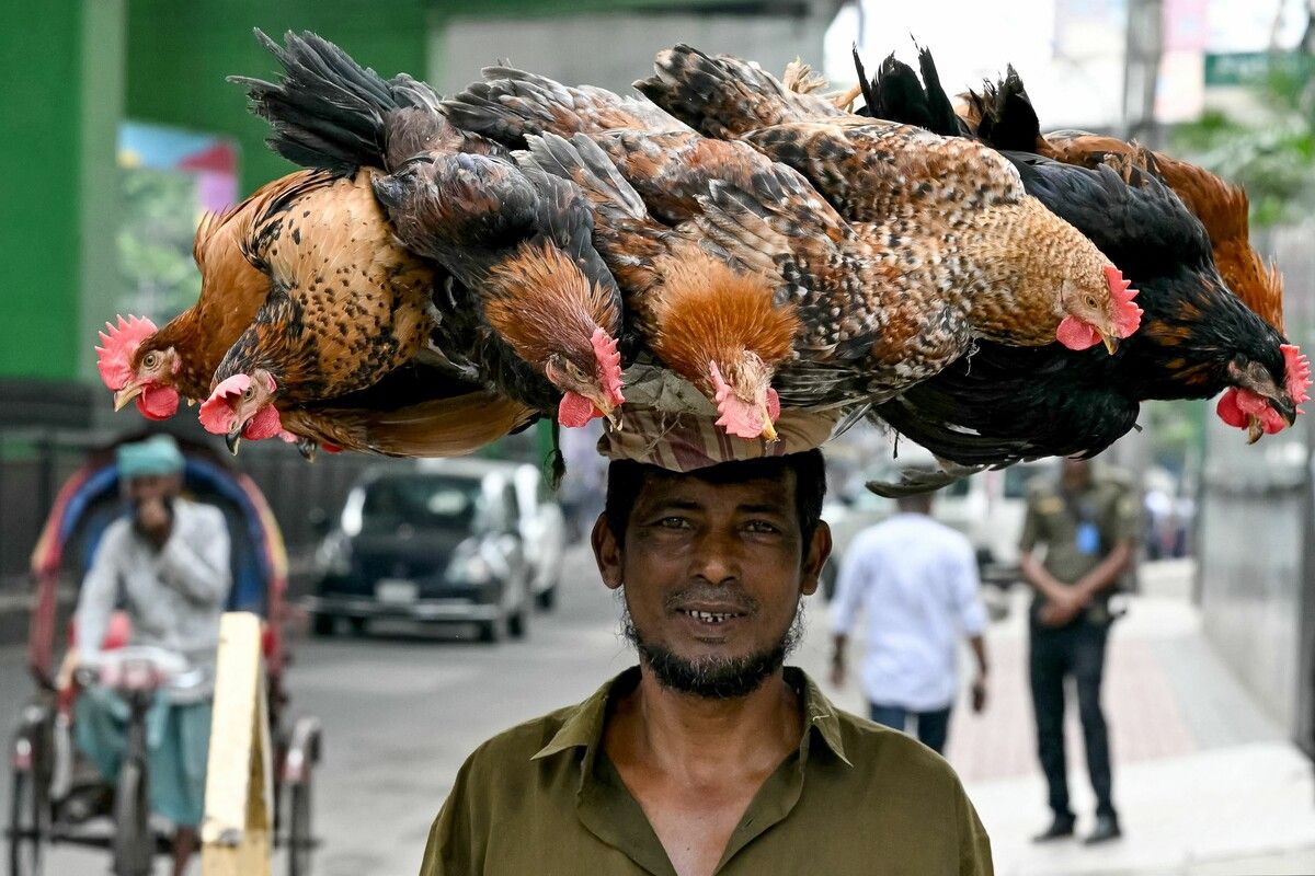 Hähne-Transport in Bangladesch: Mit Tieren auf dem Kopf geht es zu einem Markt in Dhaka. AFP