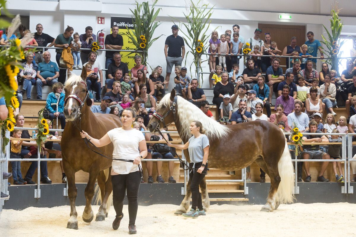 In der Schorenhalle werden Tiere präsentiert. ⇒Stadt