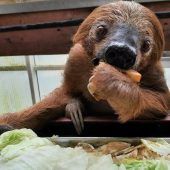 Jan, das älteste Zoo-Faultier ist tot