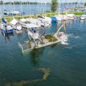 „Seekuh“ auf Weidegang