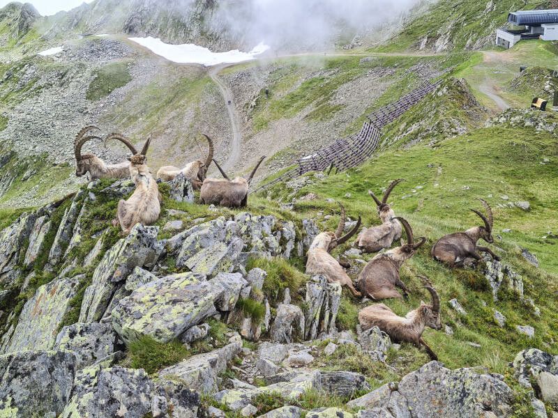 Steinböcke auf dem Hochjoch-Klettersteig: Sie wurden am Mittwoch zu einer „Blockade“ für vier Kletterer. ⇒VN/Böcken/Ihring