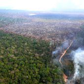 Entwaldung in Brasilien 2024 um ein Drittel gesunken