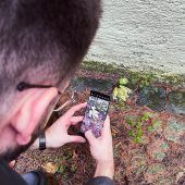 Die Vorarlberger sind Top-BioBlitzer