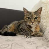 Kira sucht ein schönes Zuhause