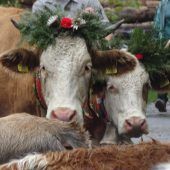 Dornbirner Alpabtrieb am Samstag