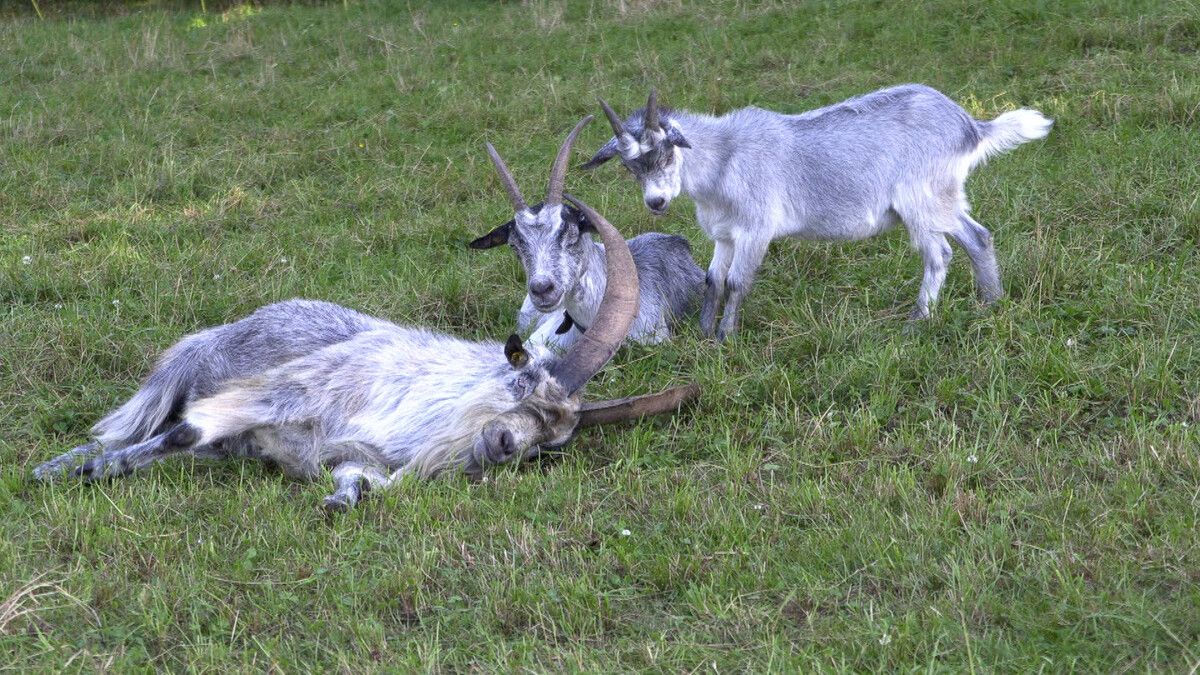 Bock „Peter” (l.) legte sich nach seiner Heimkehr seelenruhig zu den anderen Ziegen.