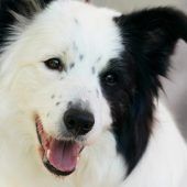 Border Collies können sich Begriffe zwei Jahre lang merken