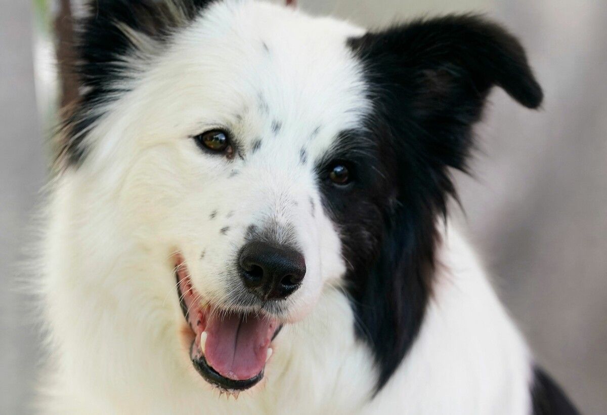 Border Collies gelten als besonders lerneifrig und gelehrig.⇒?AFP