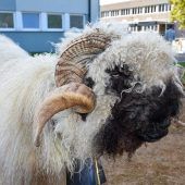 Schafzüchter fürchten Blauzungenkrankheit