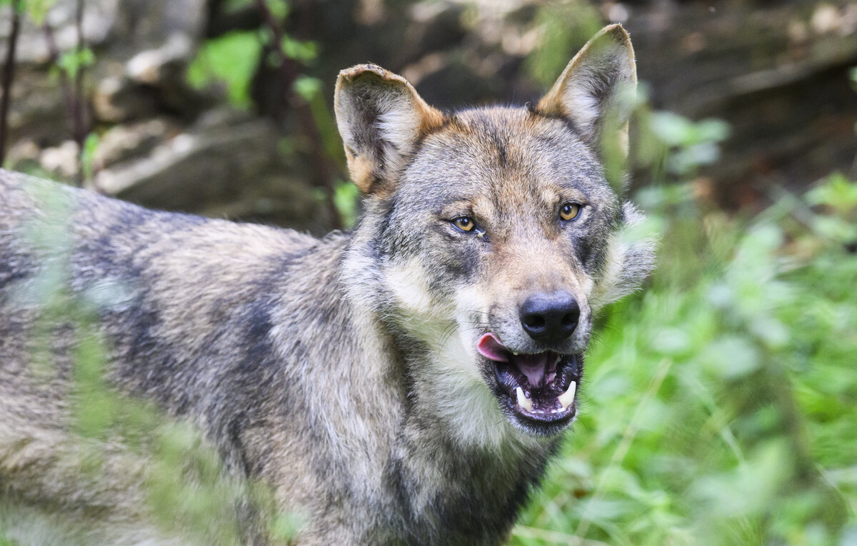 Der Schutzstatus des Wolfs in Europa wurde unlängst herabgesetzt. ⇒APA