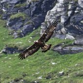 Steinadler greift Kind in Norwegen an