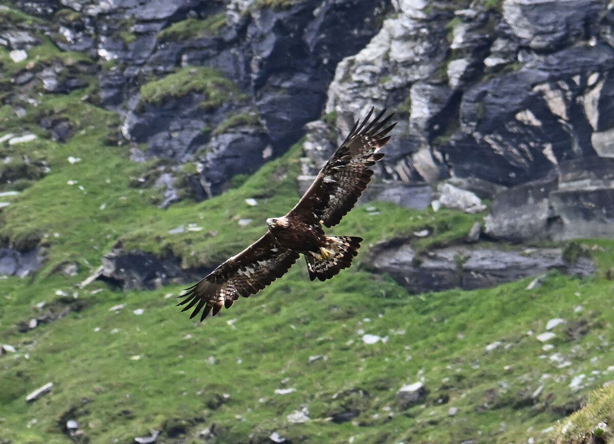 Der Steinadler wurde nach dem Vorfall von einem Jäger abgeschossen.⇒apa