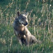 DNA-Ergebnis liegt vor: Der Schadwolf wurde erlegt