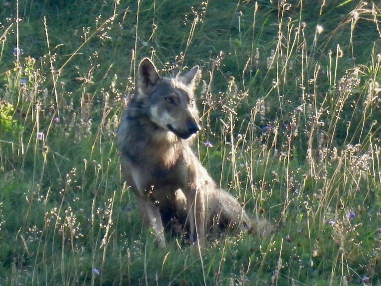Der Wolf an der Kanisfluh, kurz bevor er erlegt wurde. ⇒Malte Härle