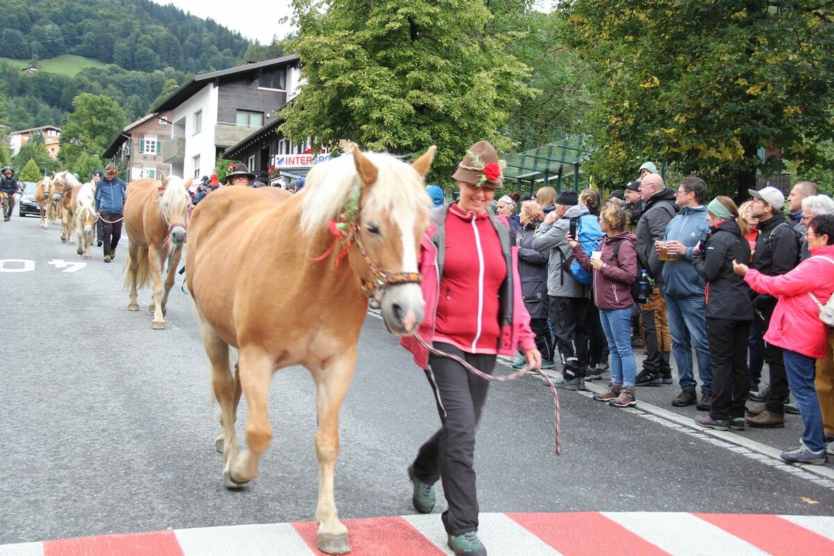 Die Alpe Hora mit ihren zahlreichen Haflingerpferden bildete den Auftakt des Alpabtriebs. ⇒STL(2)