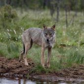 Schutzstatus für Wolf gesenkt
