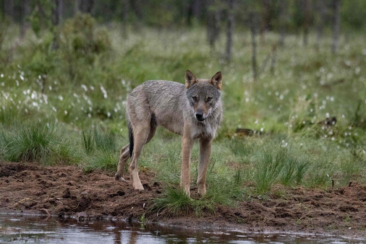 Die EU-Kommission hatte bereits im Dezember 2023 vorgeschlagen, den Schutzstatus des Wolfes abzusenken. ⇒AFP