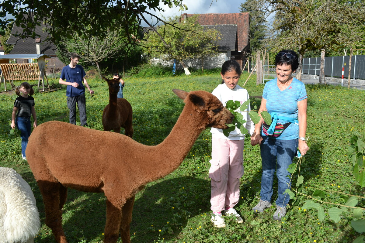Die Haselnusszweige schmecken den sanftmütigen Tieren.⇒Caritas