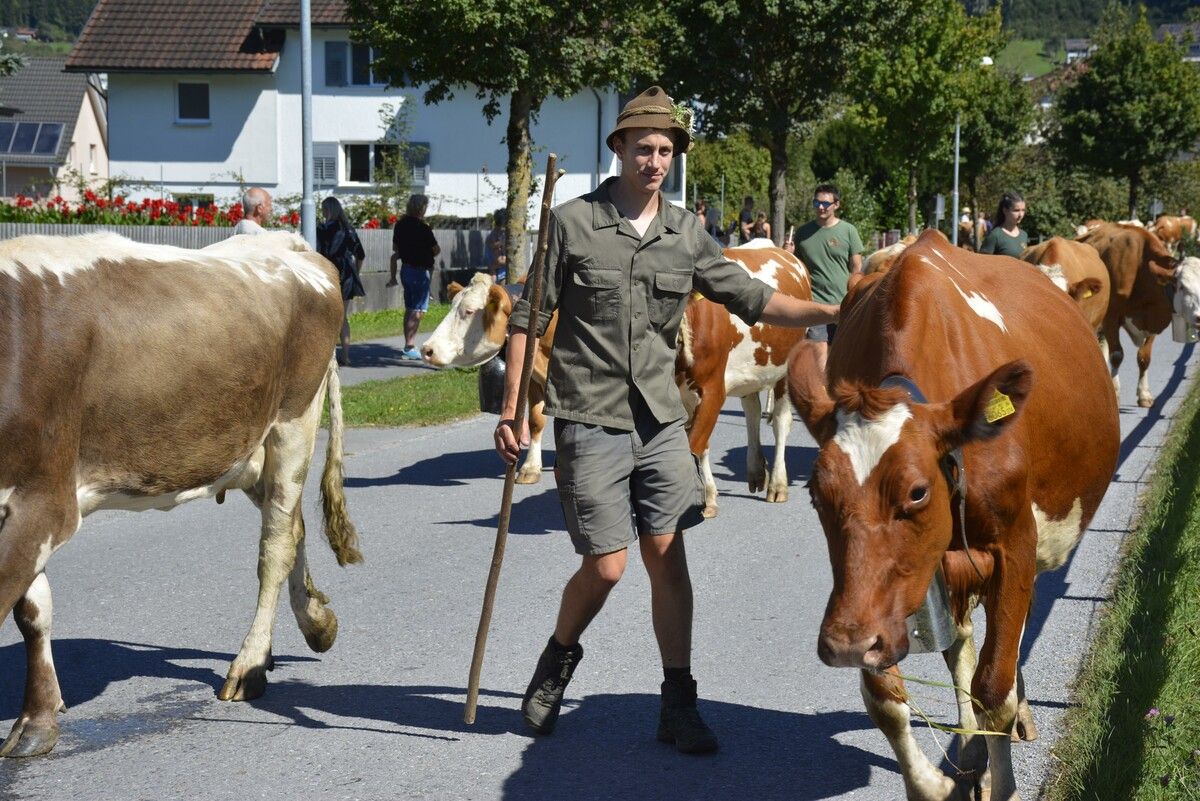 Die Hirten hatte alle Hände voll zu tun.