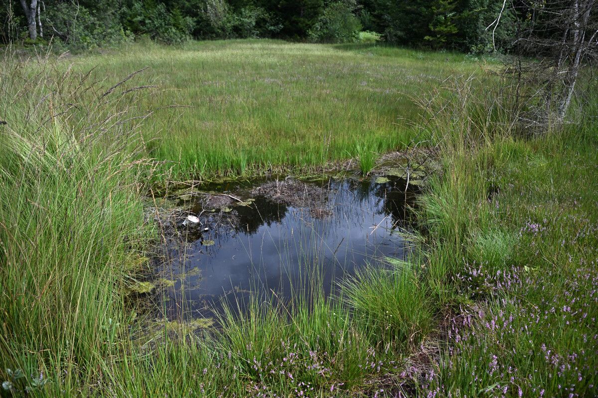 Ein angelegter Grenzgraben, der bereits mit Wasser gefüllt ist. Es bilden sich schon Schwimmmoose.