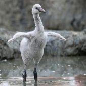 Flauschige Küken