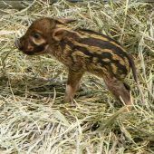 Kleiner Star im Zoo