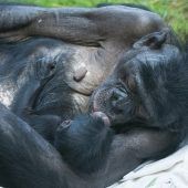 Bonobos im Babyglück