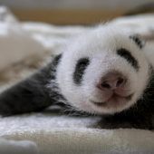 Pandas ­feiern Debüt