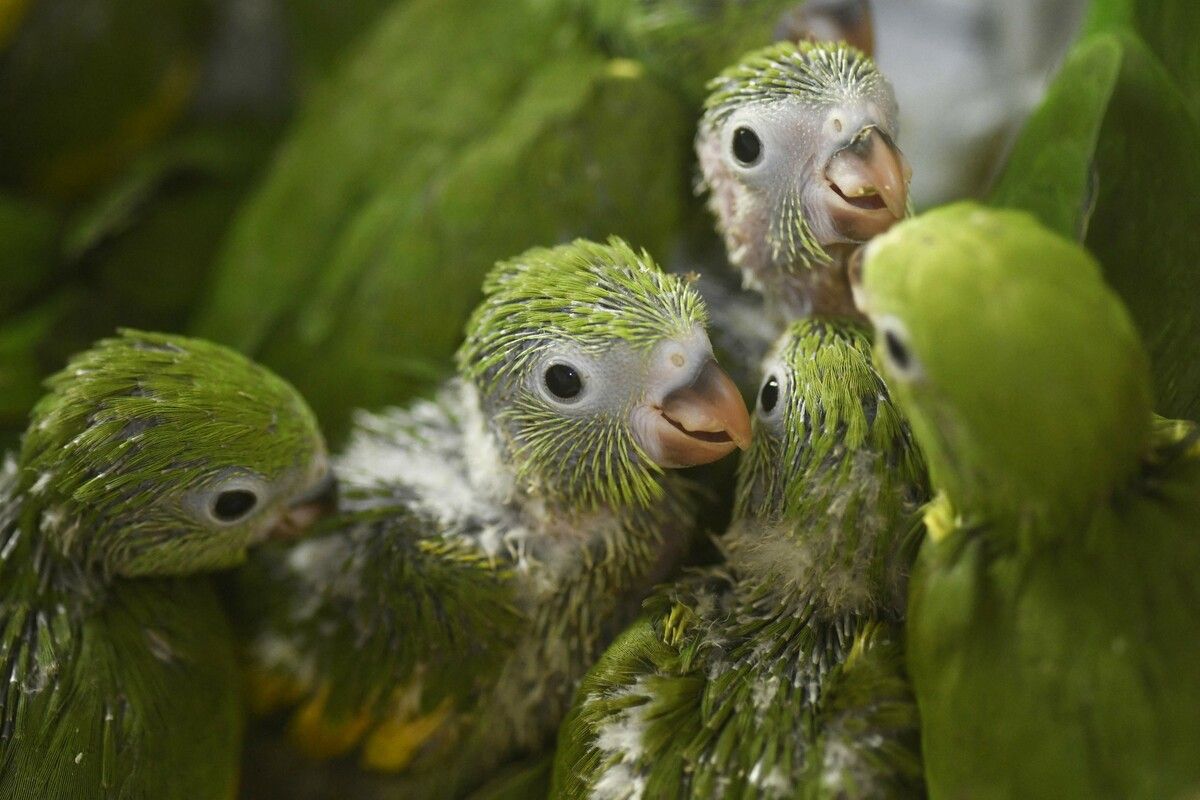 Glück gehabt: Diese Papageienbabys wurden von Feuerwehrleuten bei einem Waldbrand in Concepción, Bolivien, gerettet. AFP