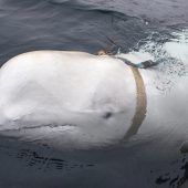 „Spionagewal“ Hvaldimir treibt vor Norwegen tot im Wasser