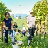 Guter Start der Weinlese in Batschuns