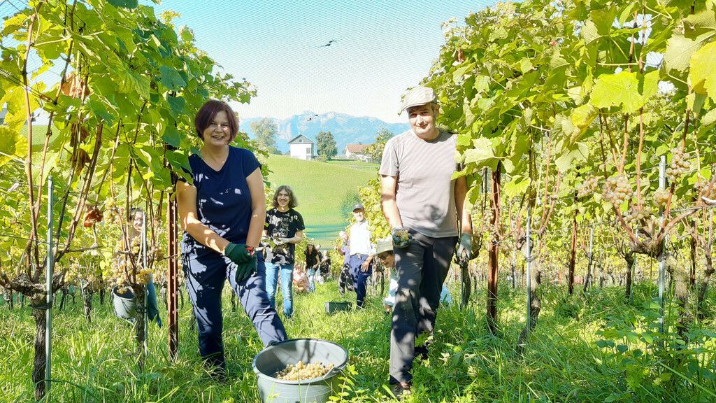 In Batschuns ging die erste von zwei Weinlesen über die Bühne.
