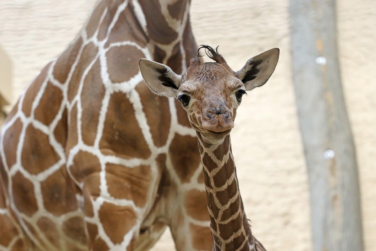 Neugierig schaut die kleine Giraffe in die Kamera.⇒zoo Karlsruhe/timo deible