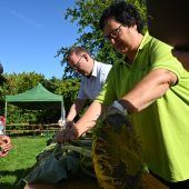 Suche nach der größten Lustenauer Sonnenblume