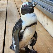 Ausgebüxter Pinguin überlebte zwei Wochen auf dem Meer