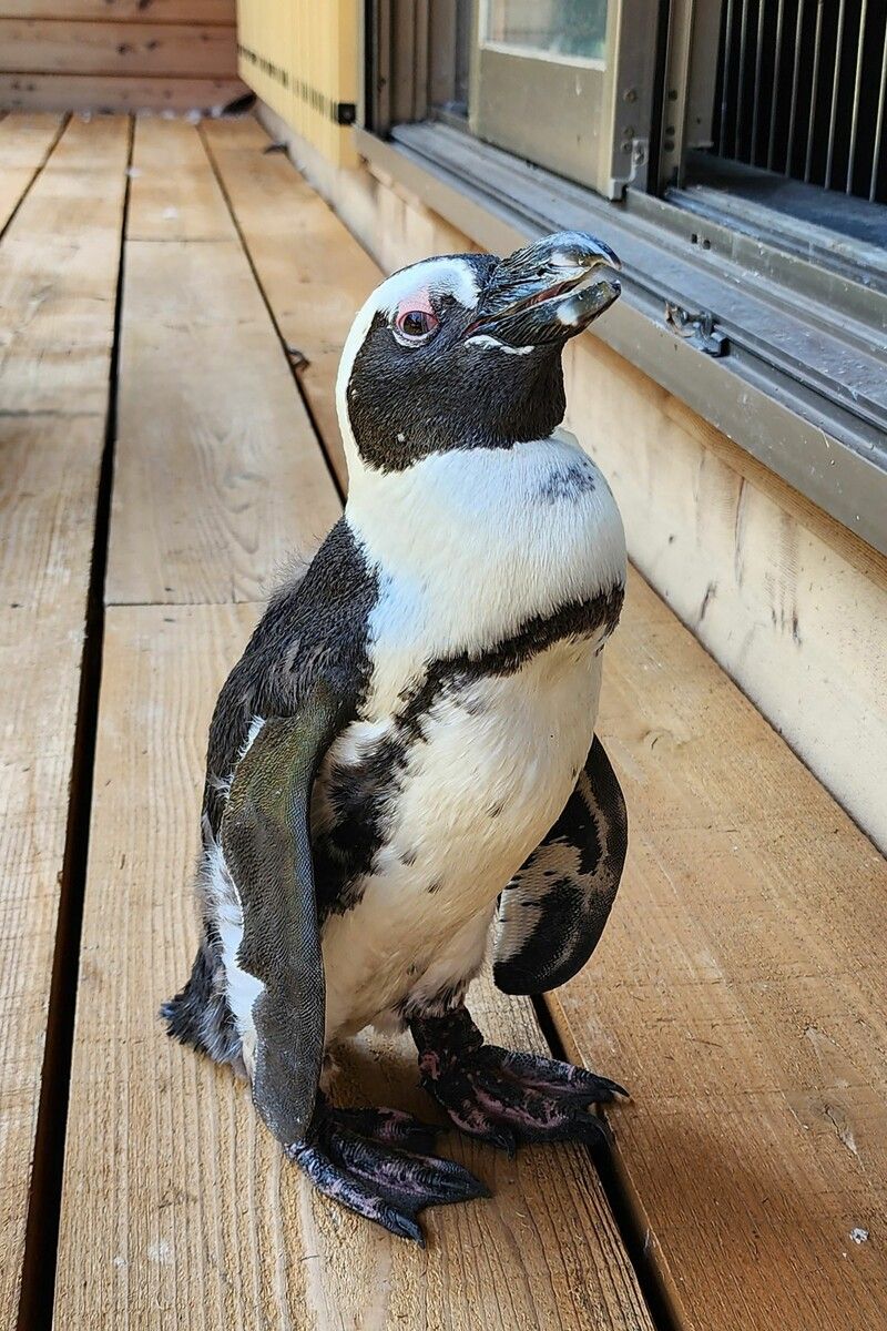 Pinguindame Pen-chan ist wohlbehalten wieder zurück.⇒AfP