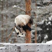 Finnischer Zoo gibt Pandas zurück