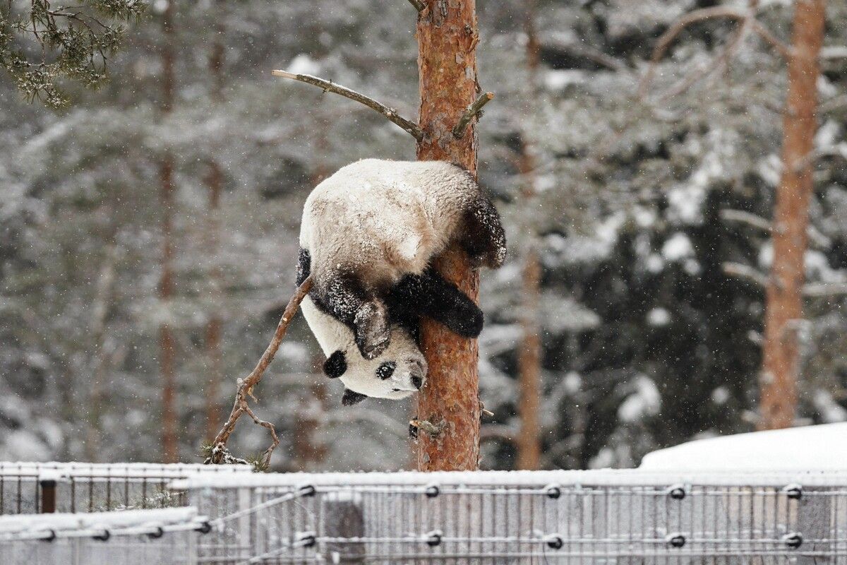 Ursprünglich hätten die Pandas bis 2033 im Zoo in Finnland bleiben sollen.⇒AFP