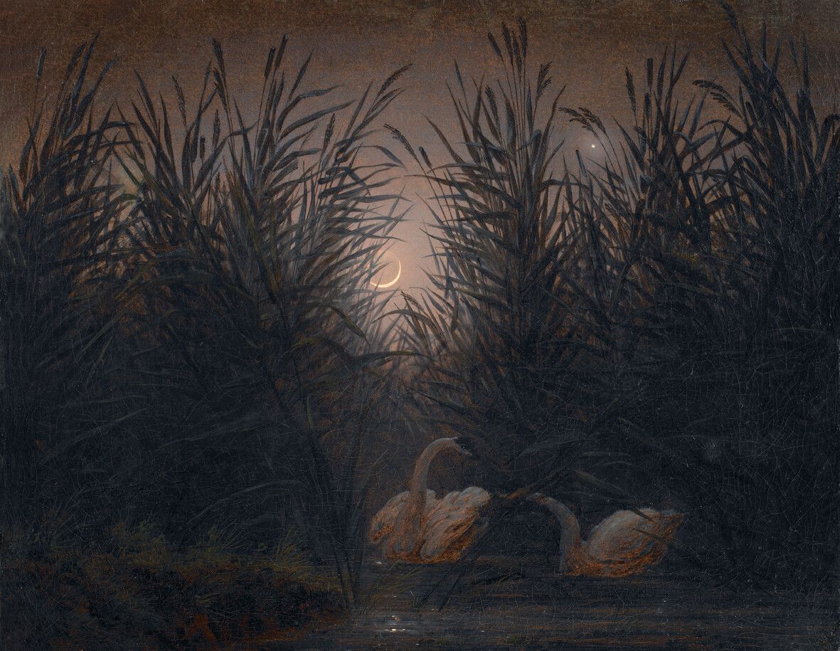 „Zwei Schwäne auf dem Teich im Schilf – Der Mond im ersten Viertel“. ⇒David Hall – Artothek