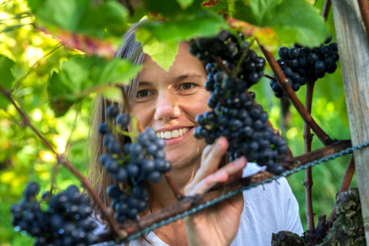 Der Klimawandel begünstigt den Weinbau im Rheintal, doch Extremwetterereignisse machen den Winzern zu schaffen. ⇒VN/Stiplovsek