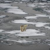 Klimakrise macht Eisbären anfällig
