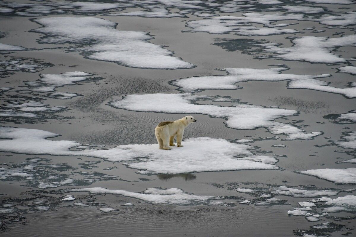 Der Lebensraum der Eisbären schwindet in rasantem Tempo. Gleichzeitig sorgt der Klimawandel für bessere Bedingungen für Viren, Bakterien und Parasiten. ⇒APF