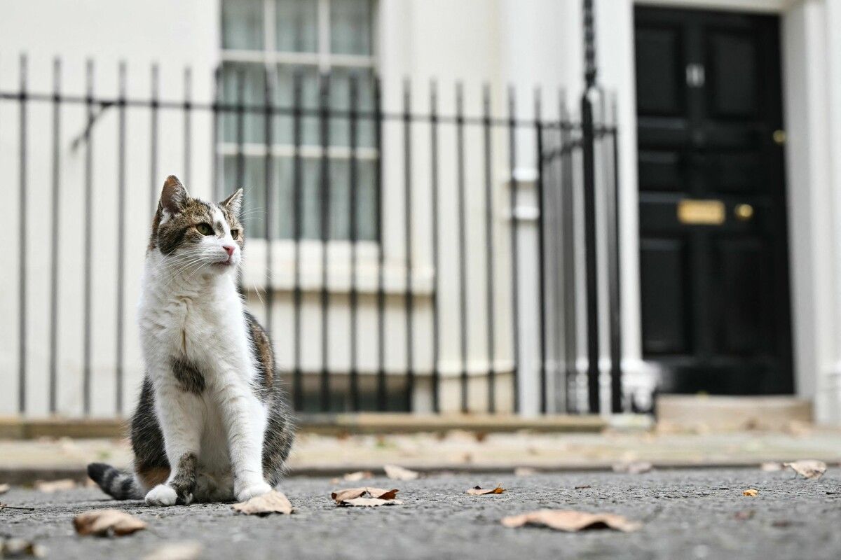 Die berühmte Katze Larry vor Downing Street 11 in London, kurz vor der Präsentation des britischen Budgets. AFP