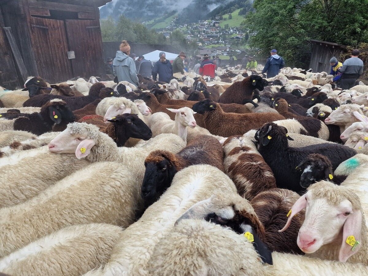 Die Garnera-Schafe wurden von ihren Hirten wohlbehalten ins Tal gebracht.⇒EST (2)