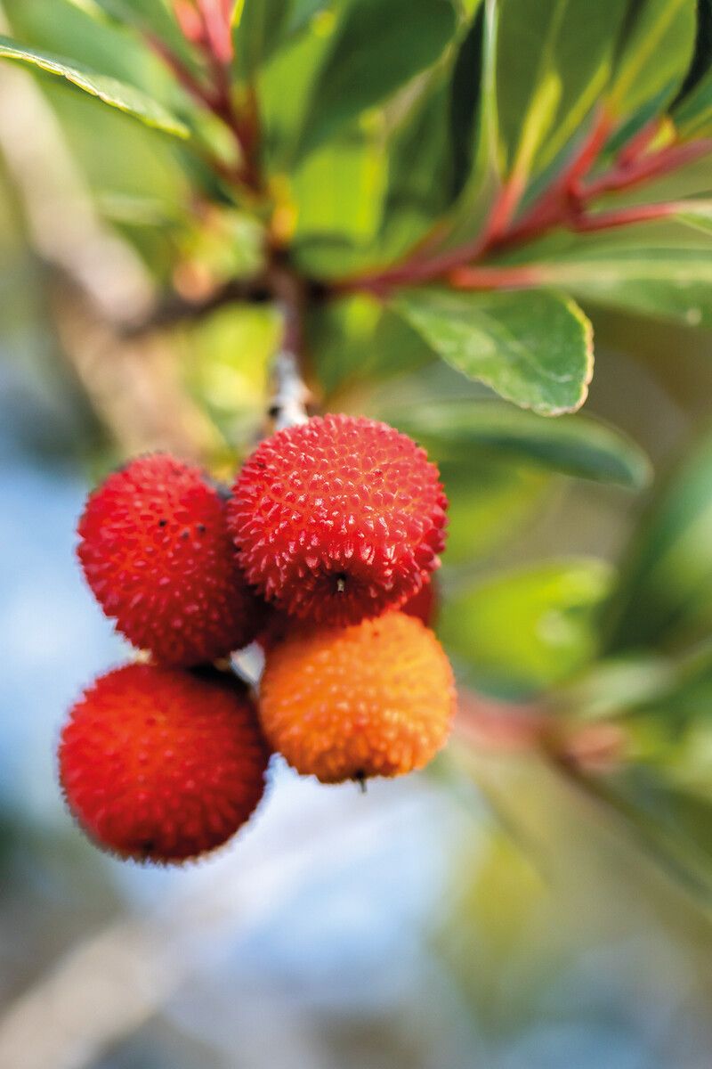Die rot-gelben Früchte werden in den späten Herbstmonaten geerntet.⇒Shutterstock (3)