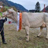 Brown-Swiss-Kühe glänzten bei Ausstellung