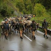 Emser Alpabtrieb unter Trauerflor